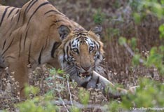 Corbett Tiger Reserve, Jim Corbett National Park