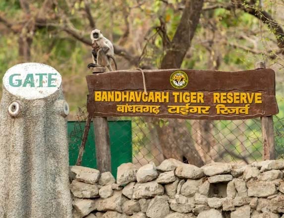 Bandhavgarh National Park, Umaria, Madhya Pradesh