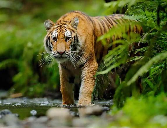 Bandipur National Park, Balaghat, Bandipur, Karnataka.