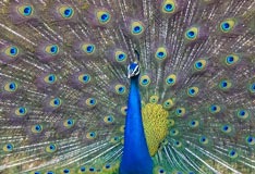 Best Time to Visit, Jim Corbett National Park