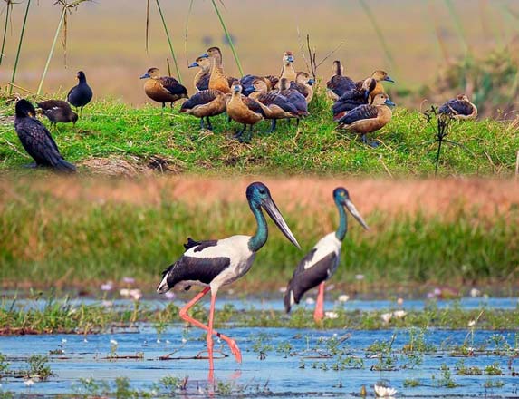 Bharatpur Bird Sanctuary, Bharatpur, Rajasthan