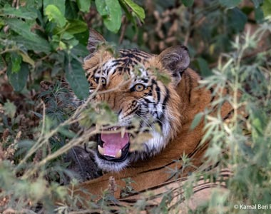 Corbett Safari Tour, Jim Corbett National Park