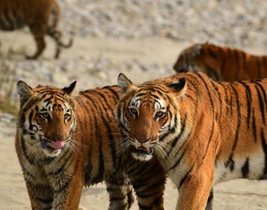 The Corbett Wild Trails, Jim Corbett National Park