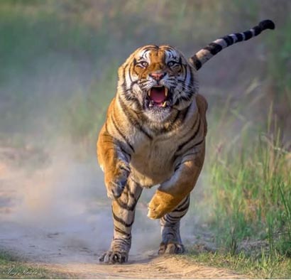 Durga Devi Zone, Jim Corbett National Park