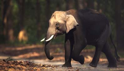 Corbett Elephant Safari, Jim Corbett Natinal Park