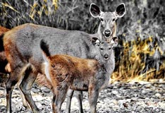 FAQs, Jim Corbett National Park