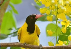 Flora & Fauna, Jim Corbett National Park