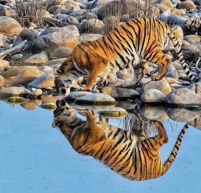 Garjiya Safari Zone, Jim Corbett National Park