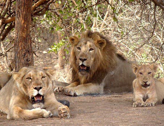 Gir National Park, Balaghat, Gujarat