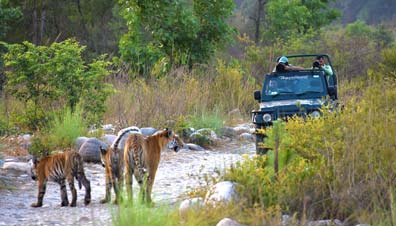 Corbett Jeep Safari, Jim Corbett Natinal Park