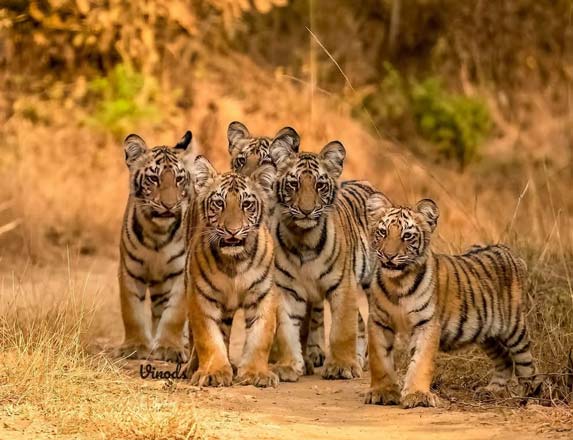 Jim Corbett National Park, Ramanagar, Nainital