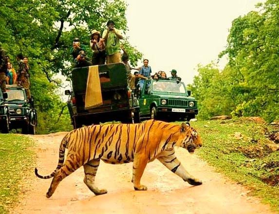 Pench National Park, Madhya Pradesh
