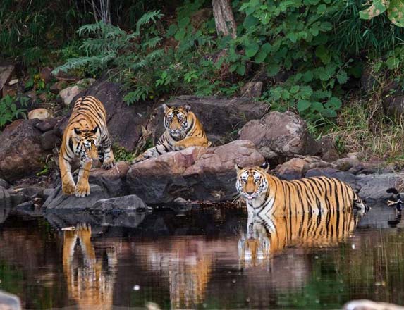 Rajaji National Park, Malhan Range, Uttarakhand